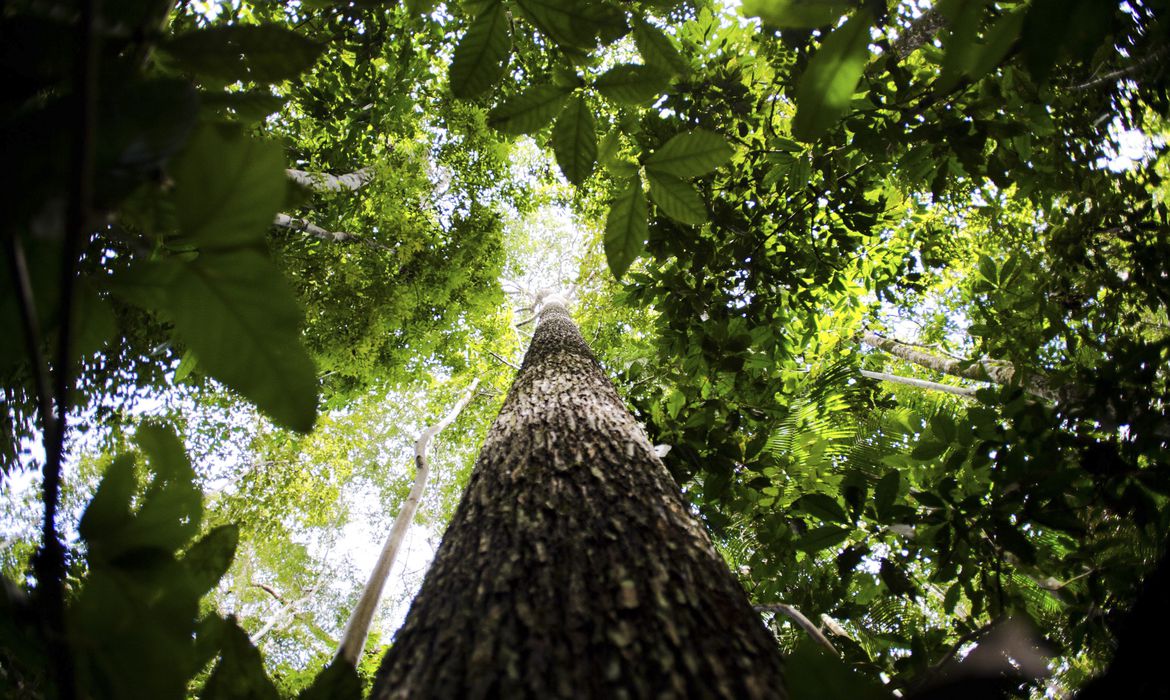 Fundo Amazônia recebe as primeiras doações dos EUA e da Suíça