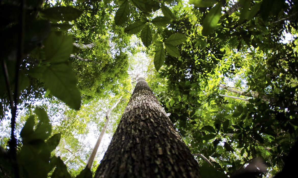 Bioeconomia é vantagem competitiva na transformação ecológica