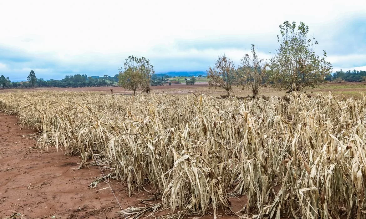 Cheias afetaram mais de 206 mil propriedades rurais, diz Emater-RS